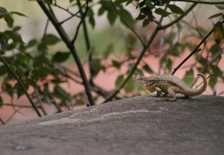 A view of a lizard on a rock.