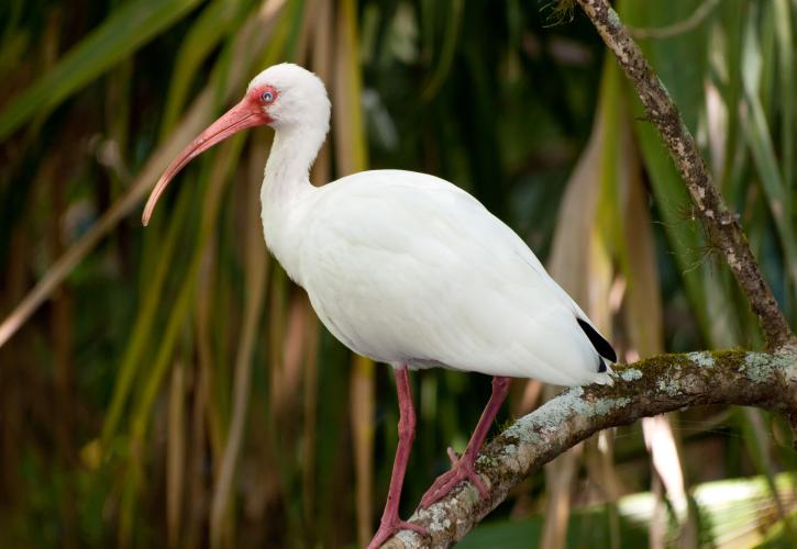 A white ibis.