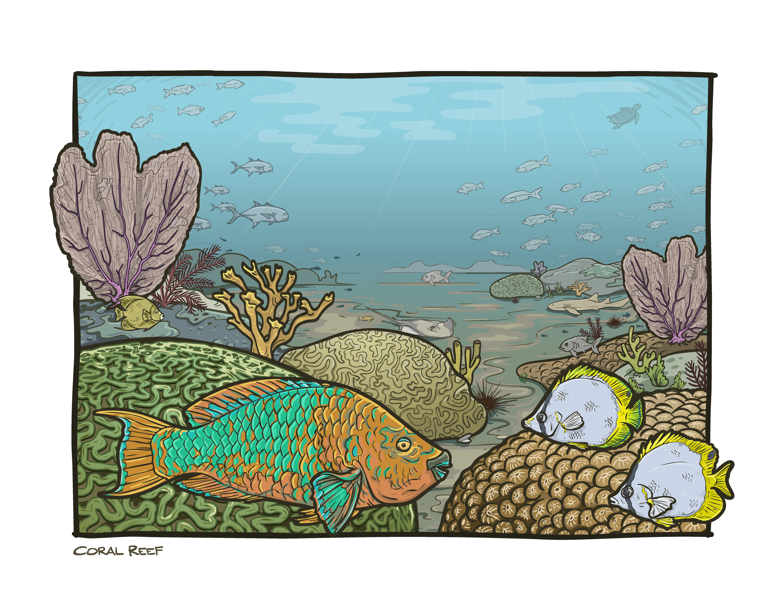Coral reef composite image