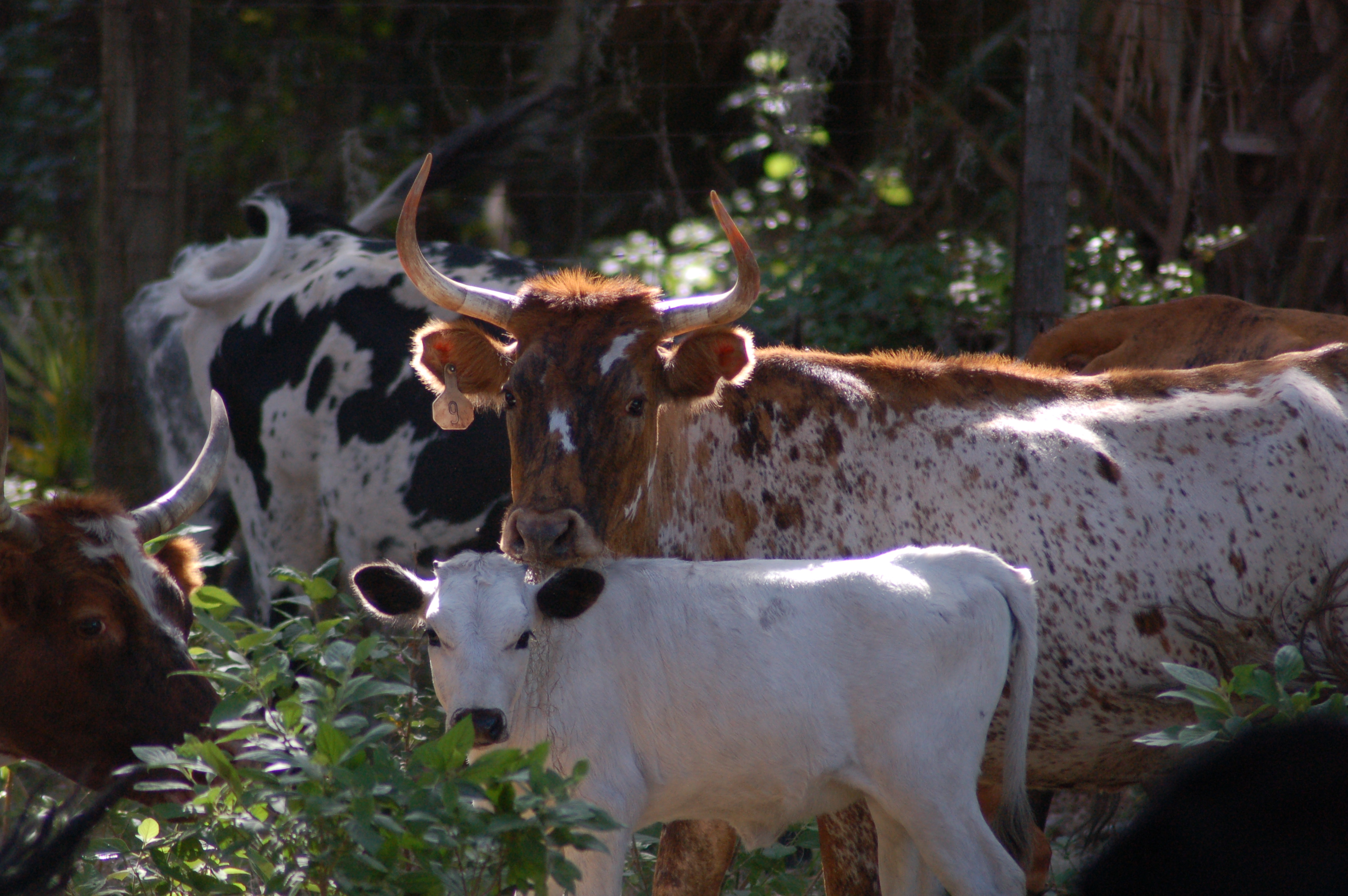 Cow and its calf at LKSP
