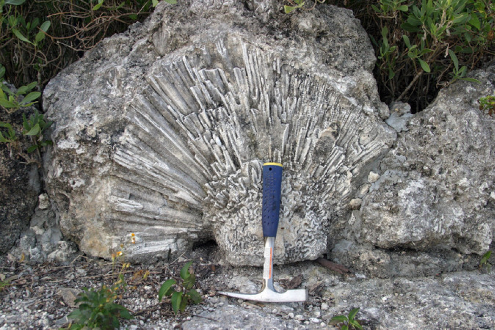 Fossils at Windley Key
