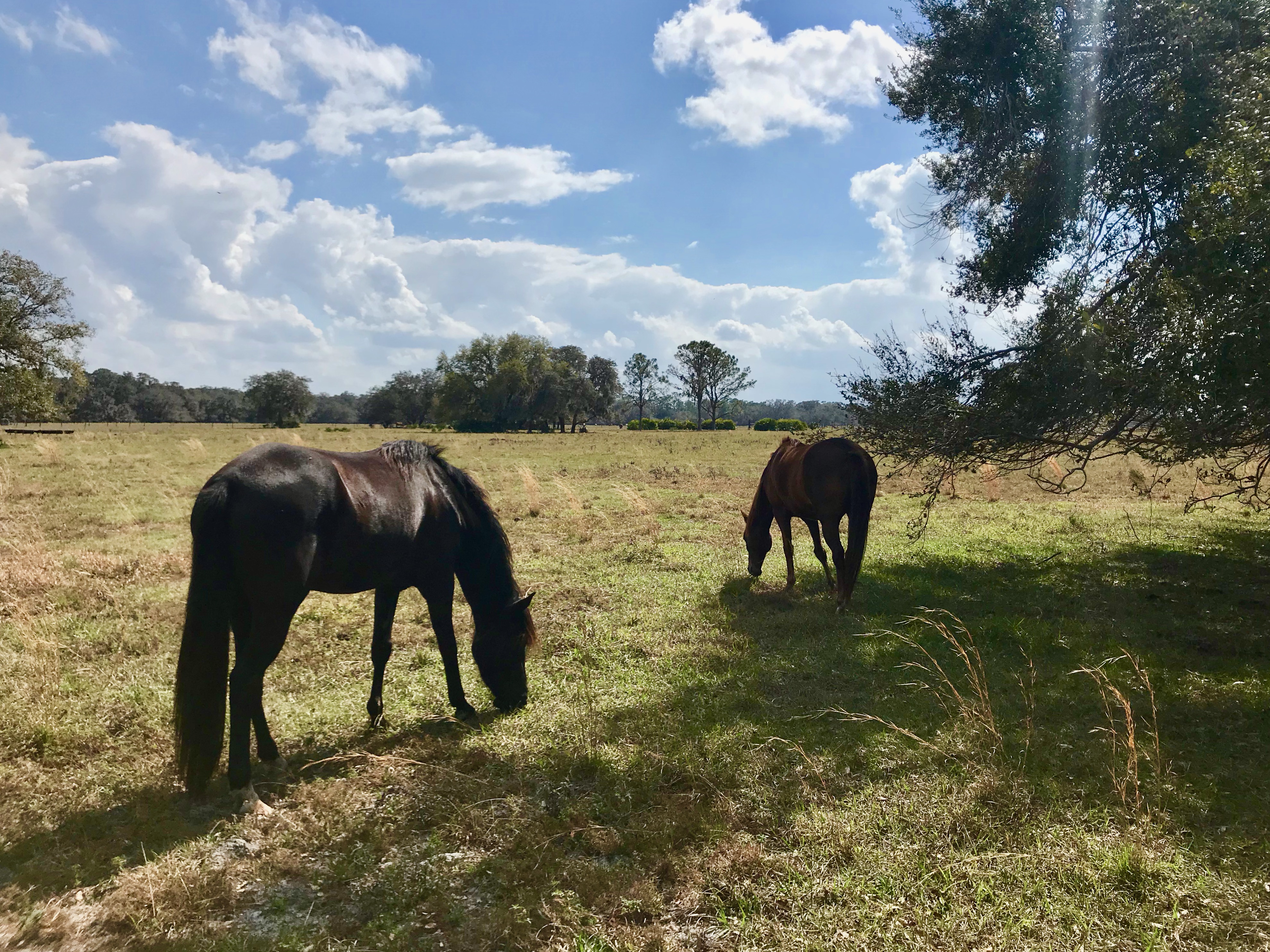 Two Cracker horses eating grazing