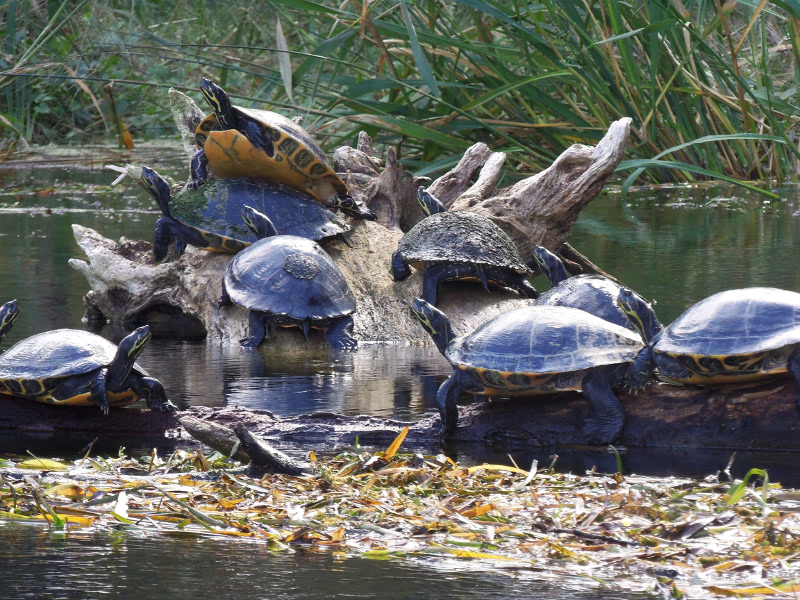 Nine turtles are seen grouped on a log in the Ichetucknee River.