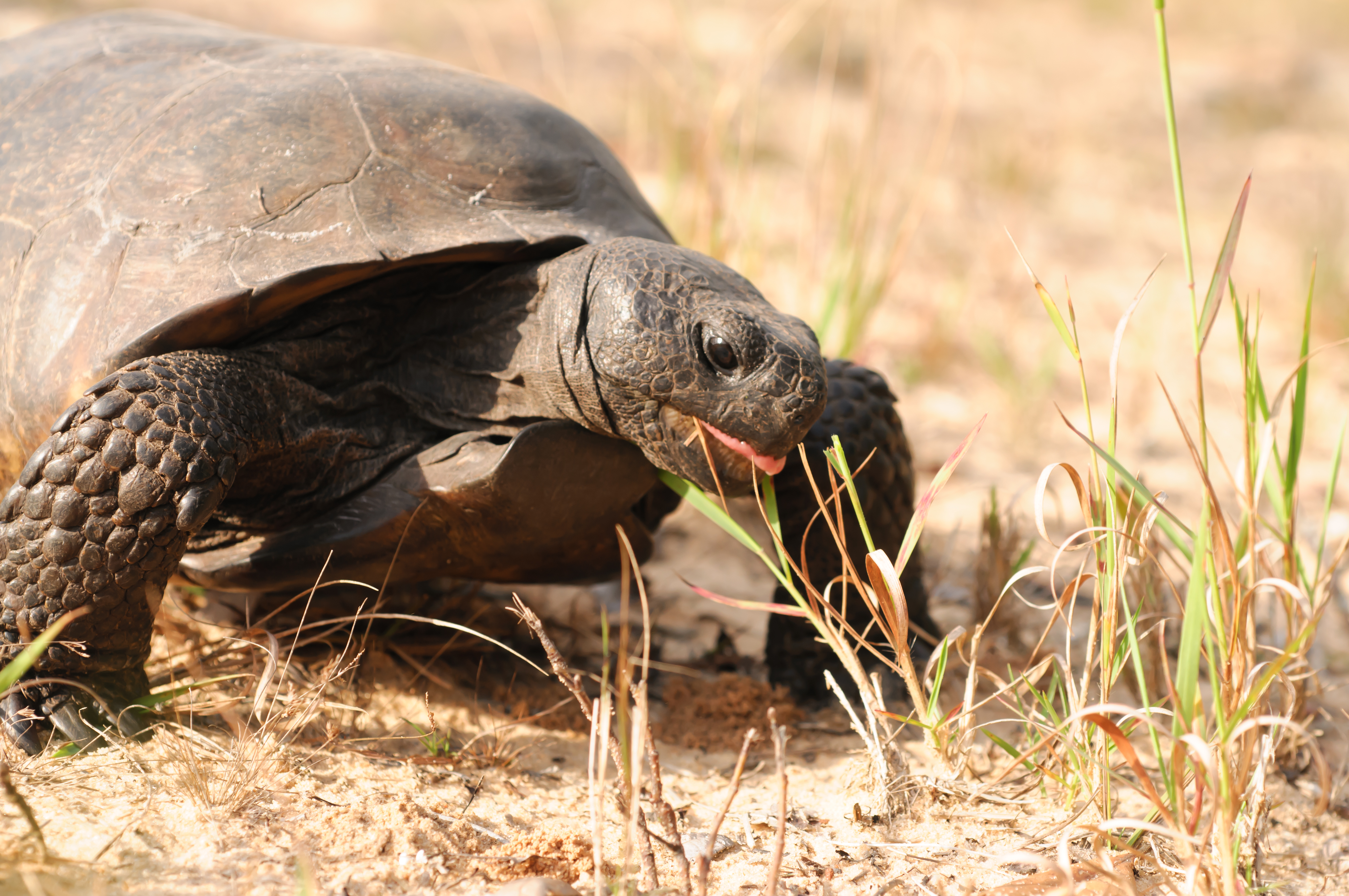 Gopher tortoise has tongue partially out as it takes a bite of grass. 