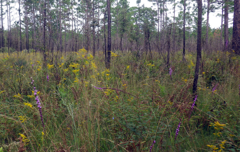 Image of sandhill habitat, with wiregrass and several species of pines.