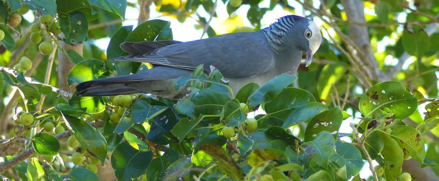 White Crowned Pigeon in a Short leaf fig tree.