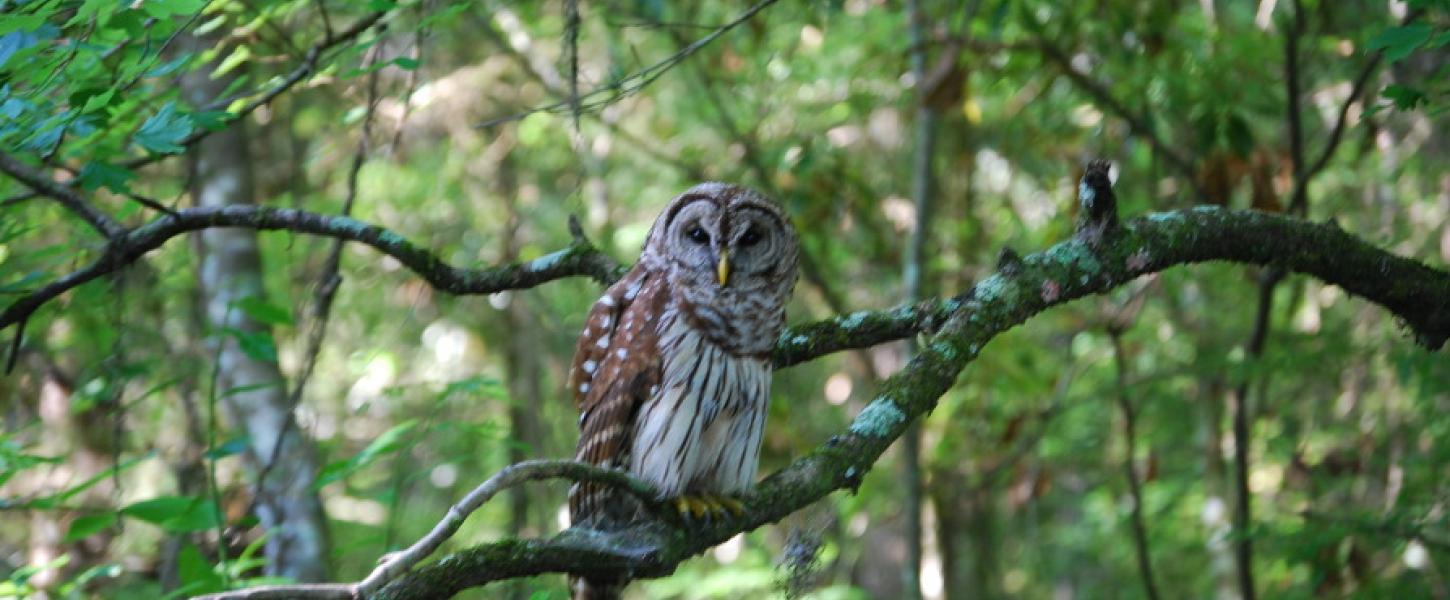 A barred owl is seen parched in a tree.