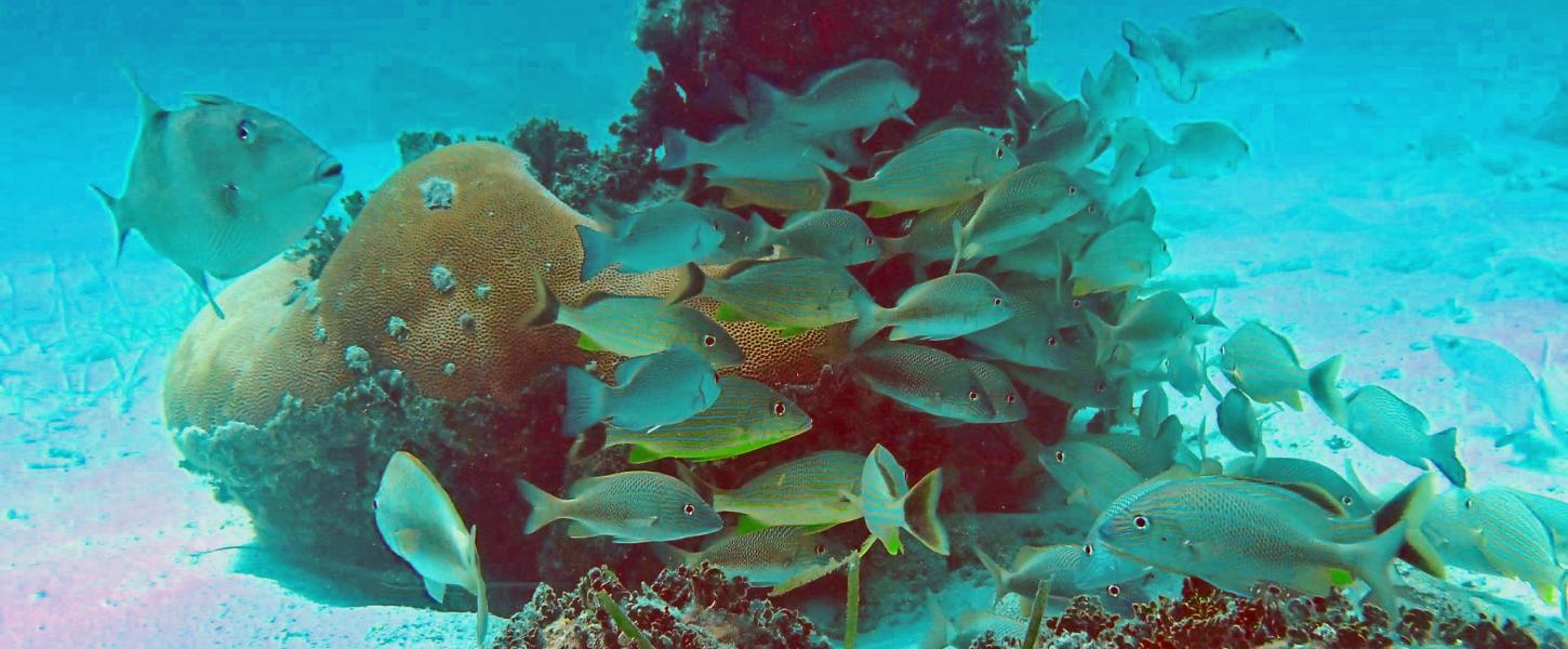 San Pedro Reef Fish