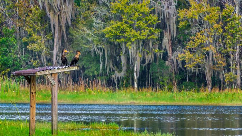 Two cormorants perched on a wooden post by the lake