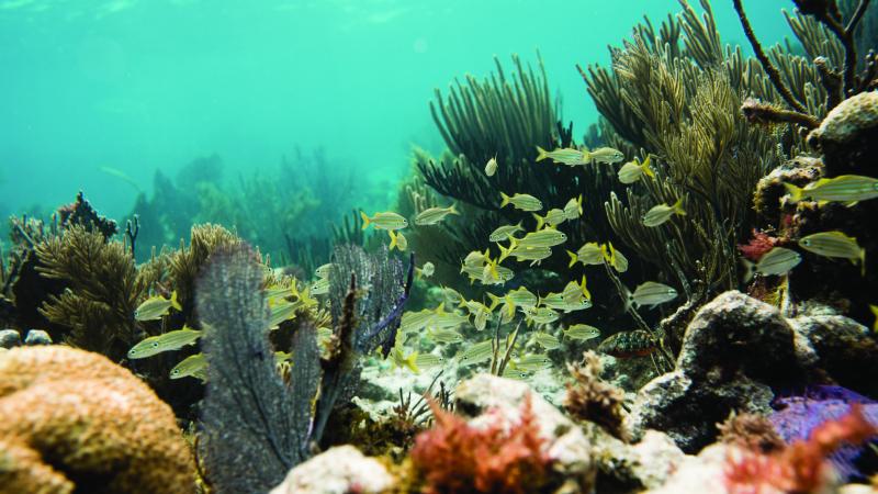 Coral Reef with Fish and other underwater sea creatures