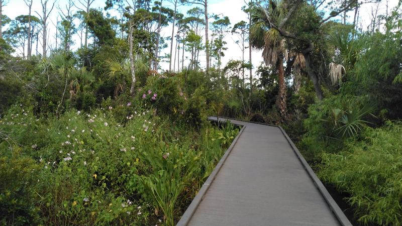 Boardwalk passes through heavily vegetated marsh.  Pink flowers can be seen along the boardwalk.