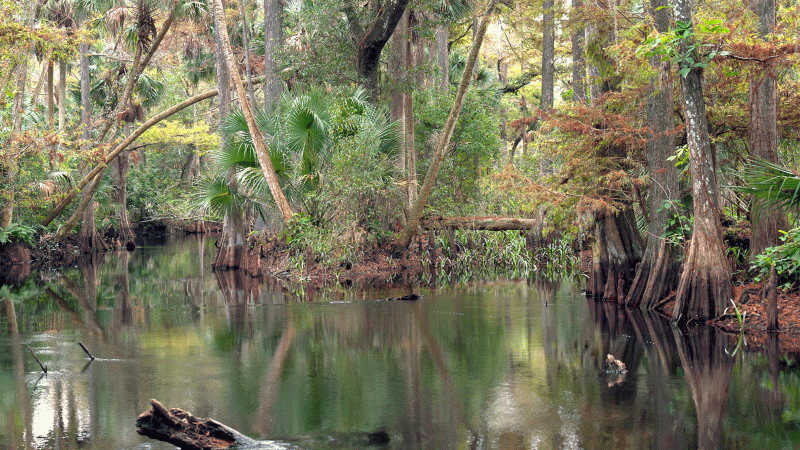 A view of the waters of the Loxahatchee River.