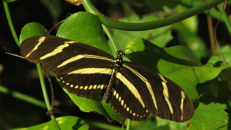 The Zebra heliconian (Heliconius charitonius) is Florida’s state butterfly.