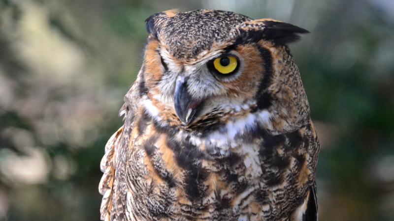 a great horned owl looks to the side