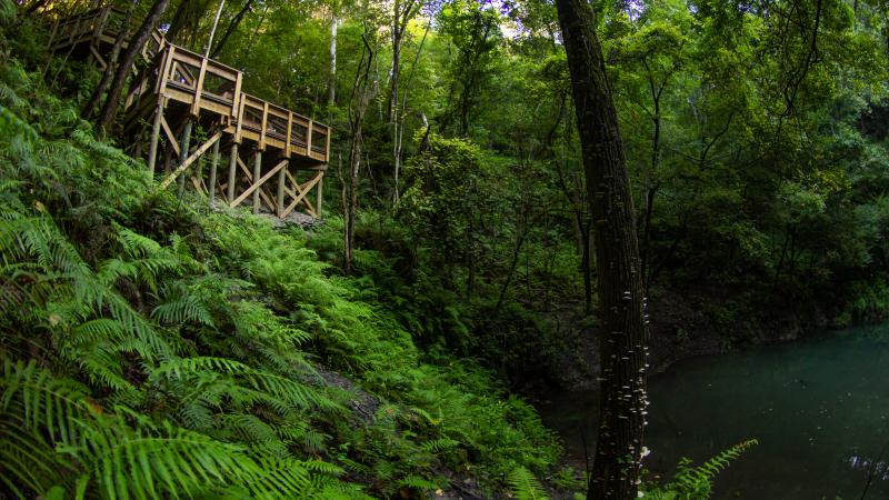 A wooden boardwalk ends above a verdant green sinkhole filled with water and surrounded by vegetation