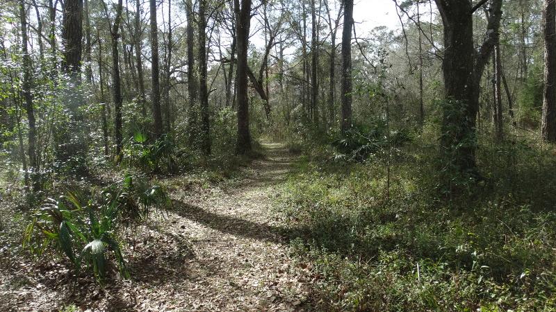 a trail extends straight through trees and saw palmettos.