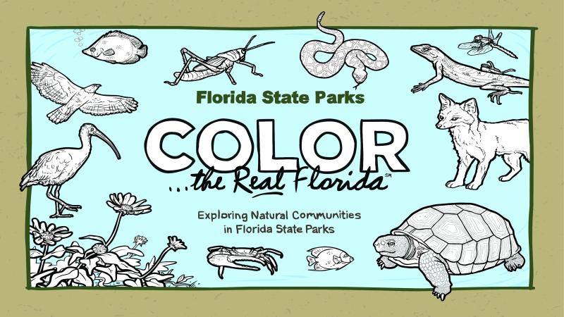 The coloring book cover