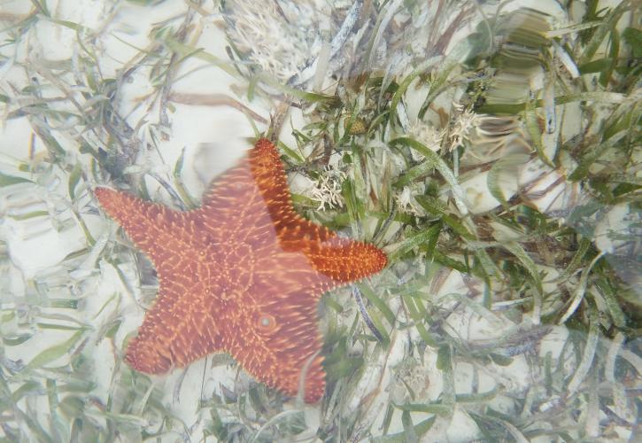 An view of a starfish, underwater.