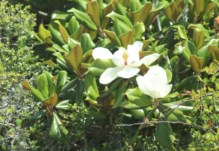 Large white magnolia tree blooms. 