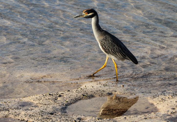 A sea bird walking along the beach shore.