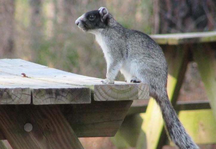 Sherman Fox Squirrel sitting on picnic table. 