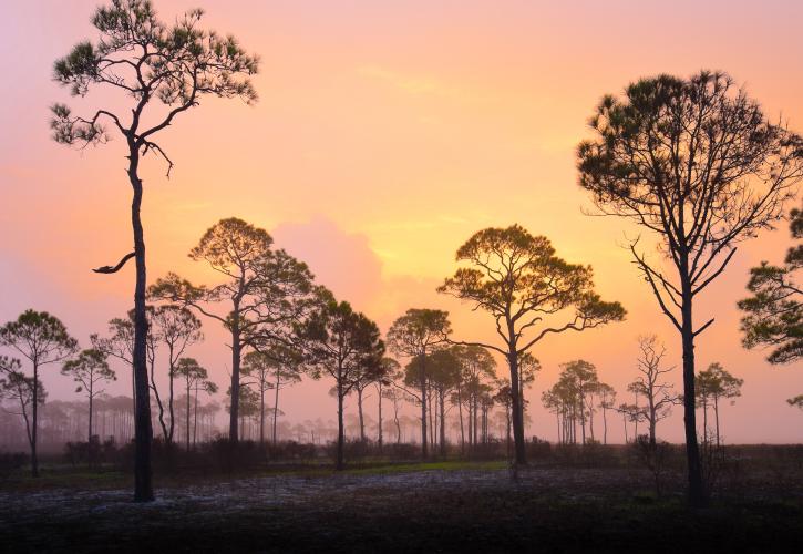 Brilliant sunrise of pink, orange, and yellow shines through tall pine trees. 