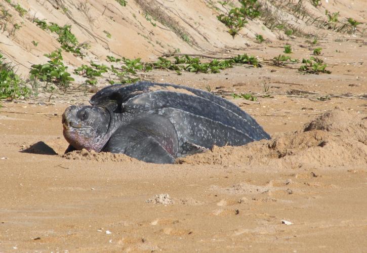 Leatherback sea turtle nesting on the beach.