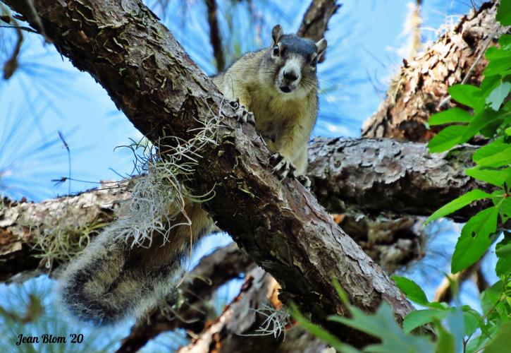 Sherman's fox squirrel on a pine tree branch staring down at photographer