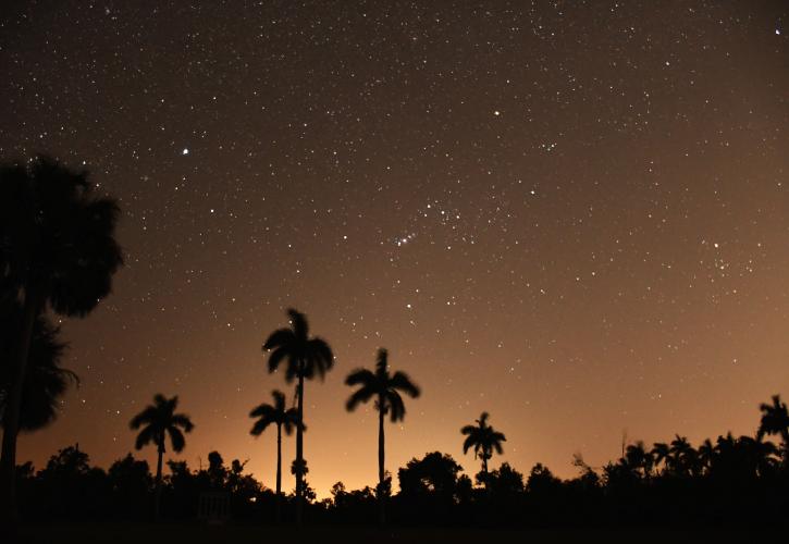 Star filled sky with silhouettes of Royal palms in the foreground.
