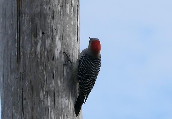 Red-bellied Woodpecker on snag at Estero Bay Preserve
