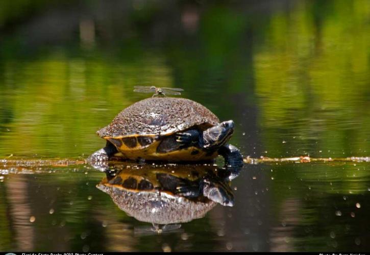 River Rise Preserve Turtle