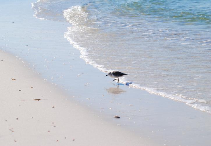 A sanderling seen along the beach at Shell Island