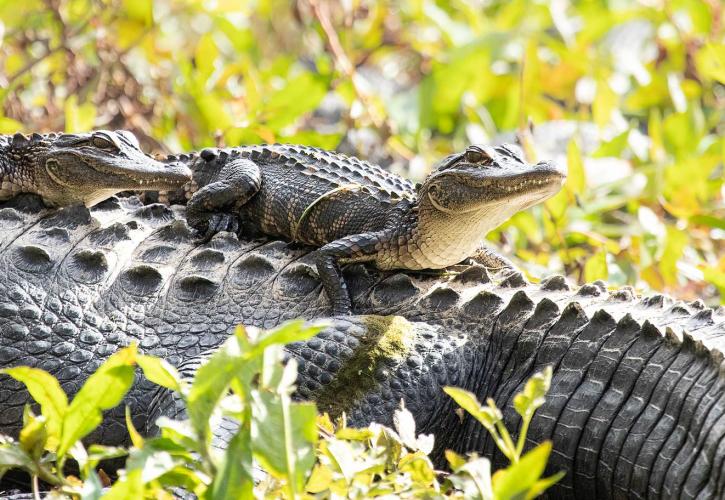 Two young alligators sit on the back of their mother. 