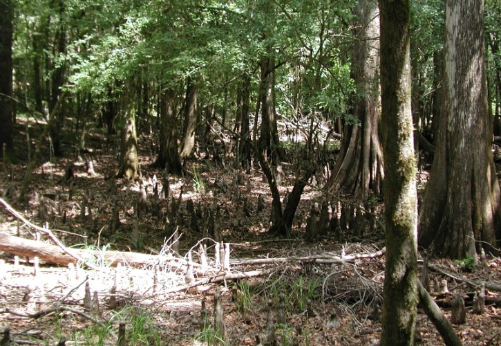 cypress tree roots are exposed in the middle of a forest
