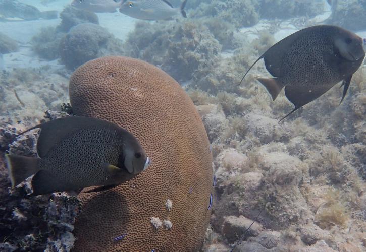 Gray Angelfish on the San Pedro