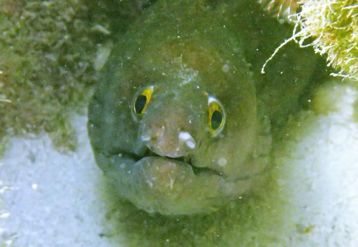 A purplemouth moray eel hides under a rock.