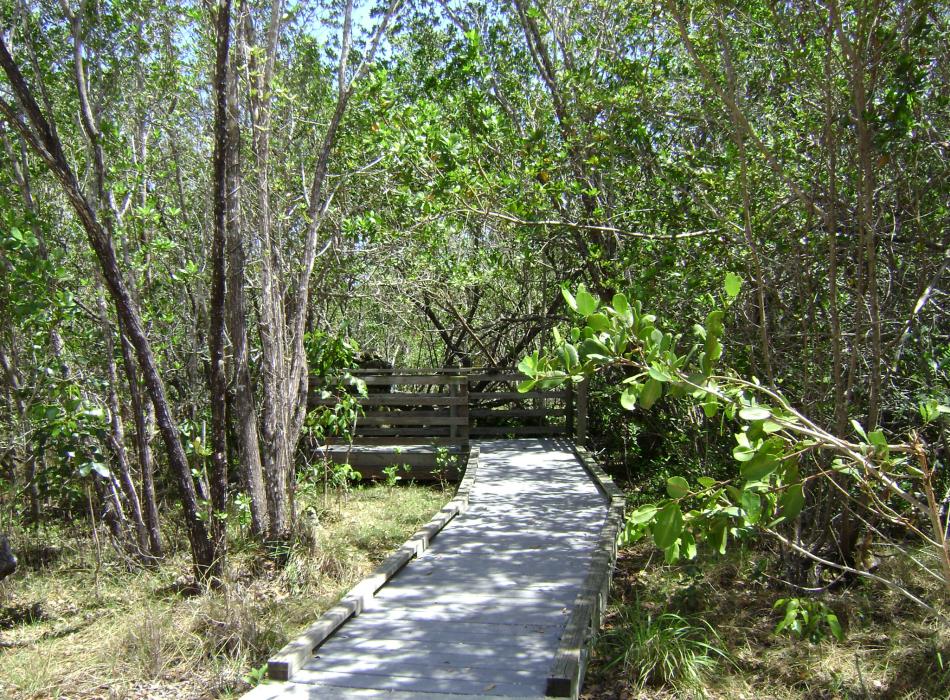The boardwalk path to the well.
