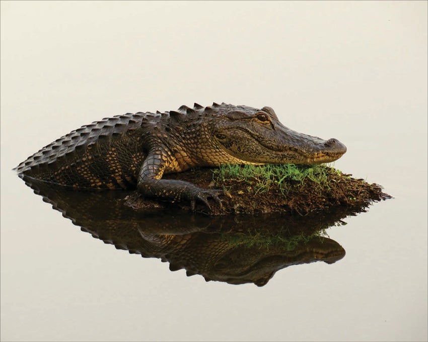 American Alligator