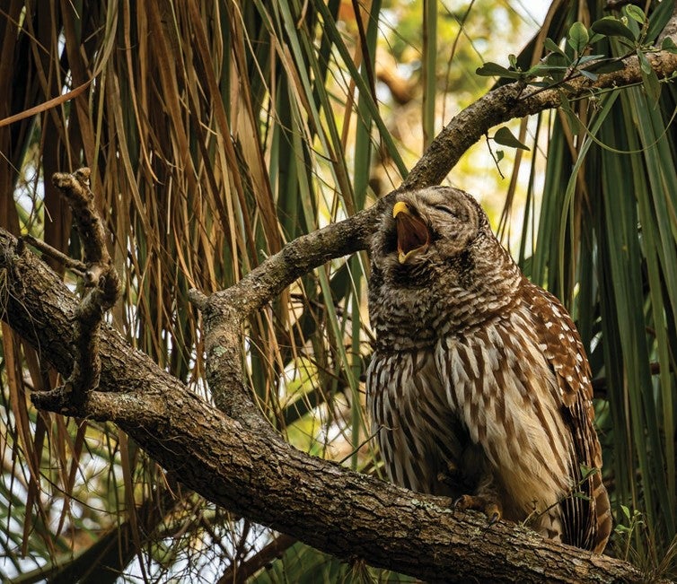 Barred Owl