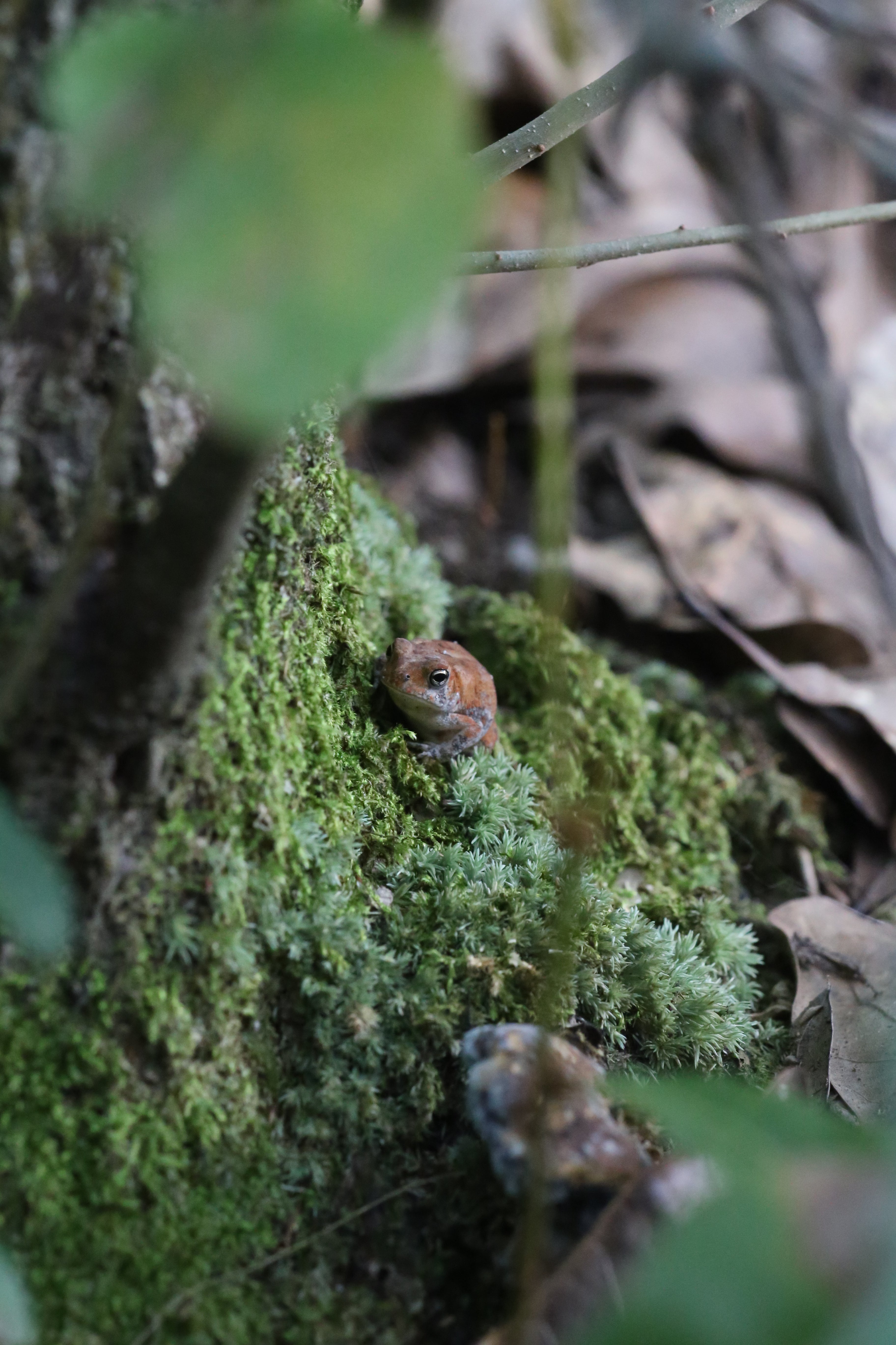 Little Loney Toad Resting on a Bed of Moss