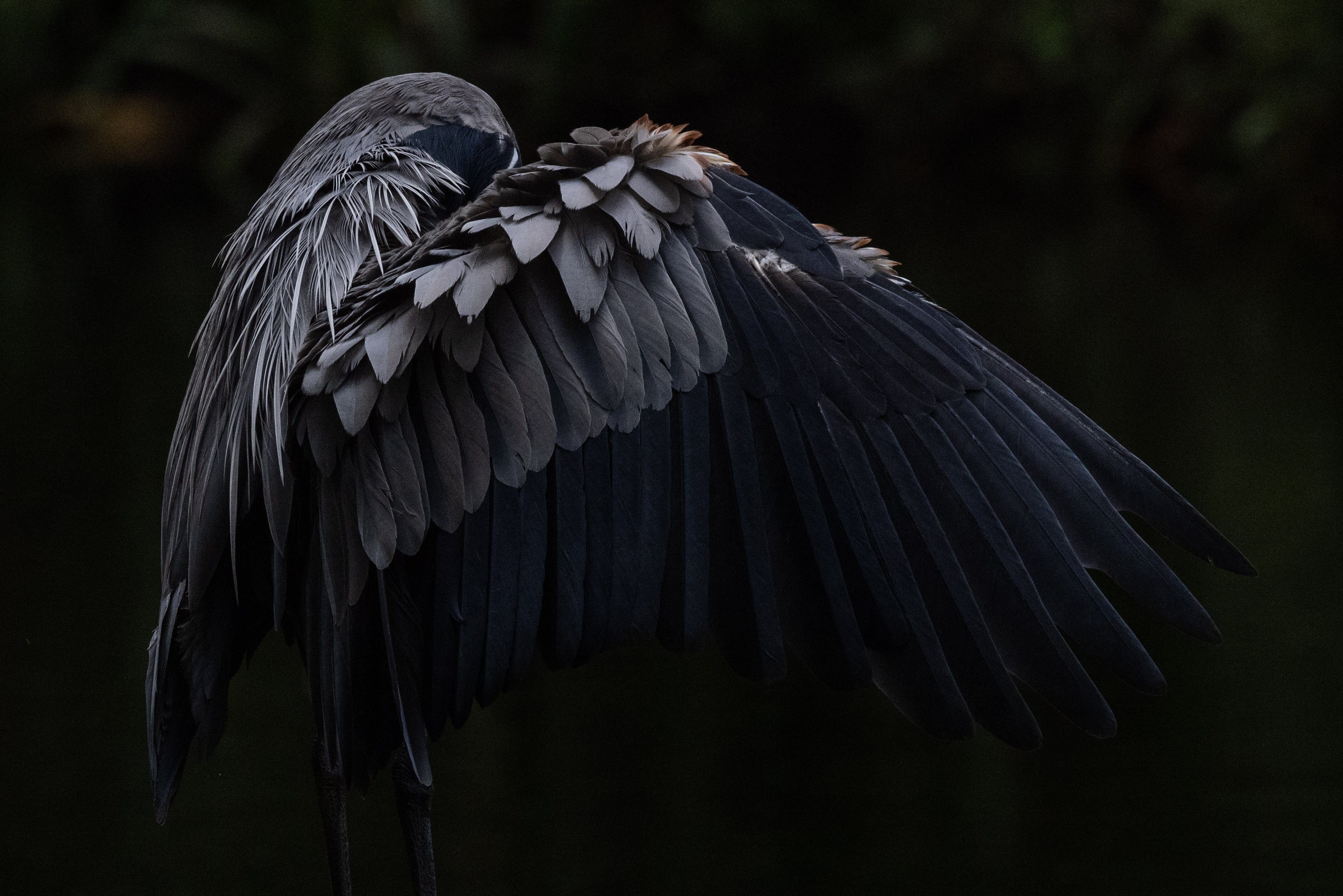 Great Blue Shadows