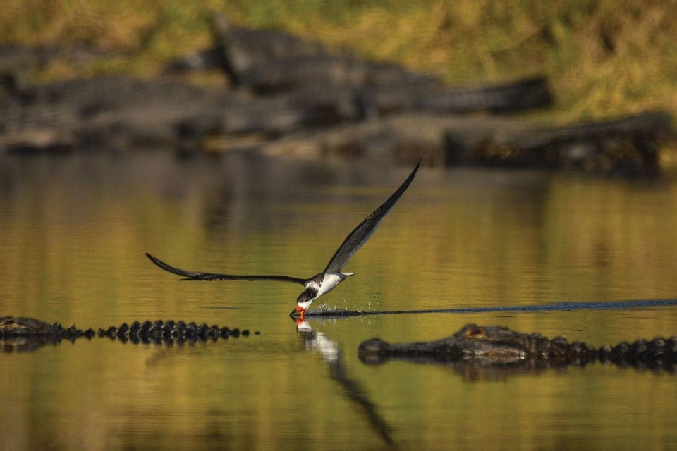 Skimming Amongst