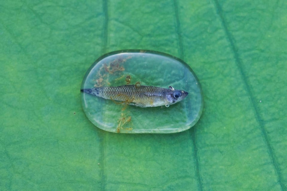 Surface Tension