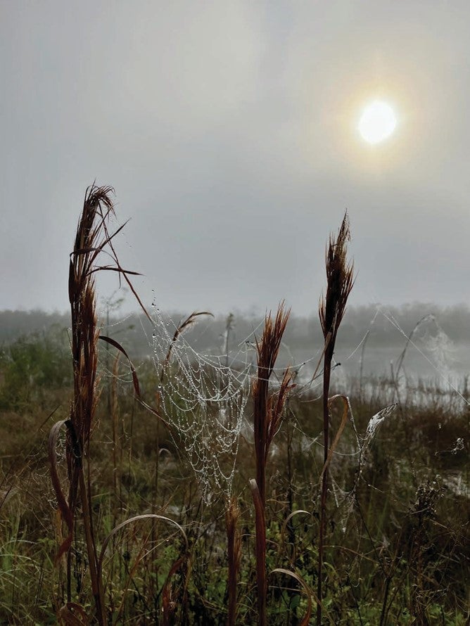 Misty Morning