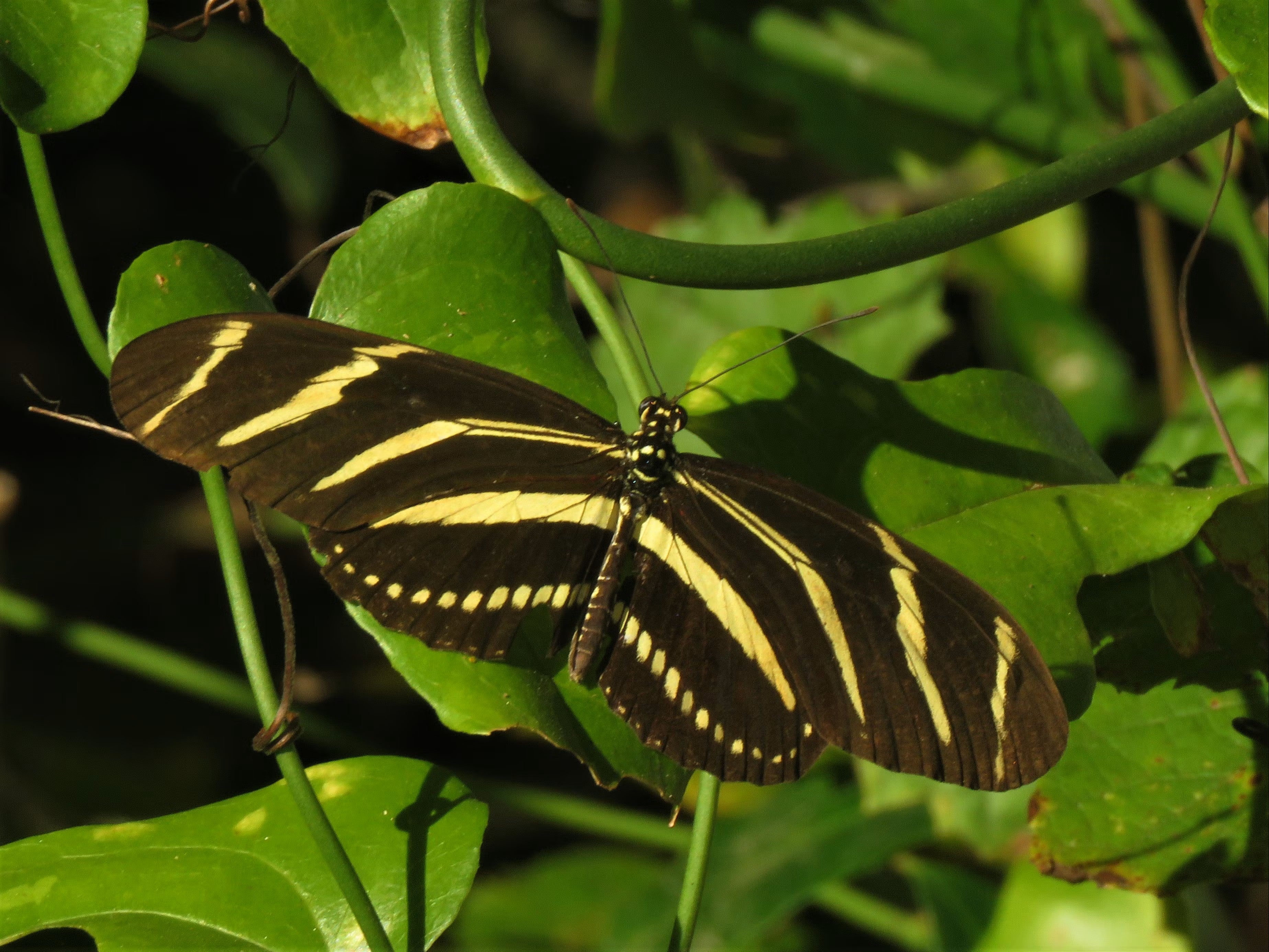 A black and yellow striped Zebra Longwing butterfly. 