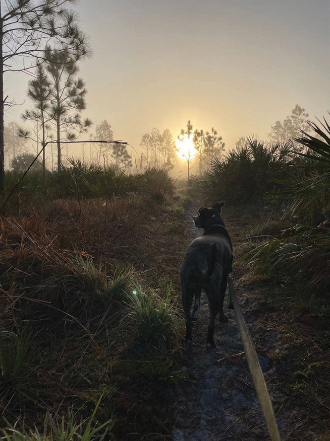 Foggy Sunrise