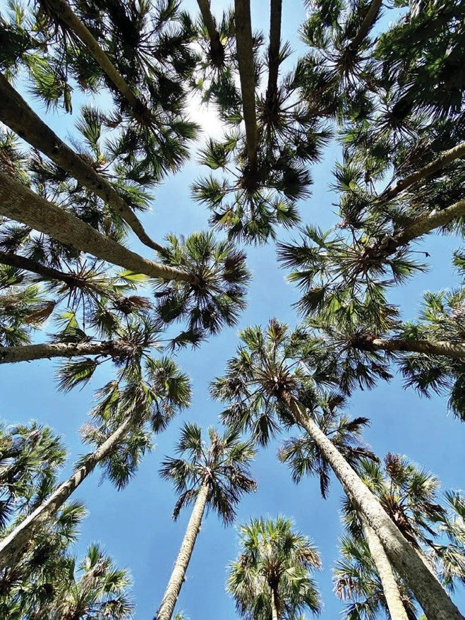 Cabbage Palm Trees