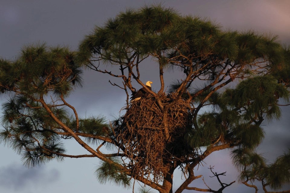 Eagle Nest