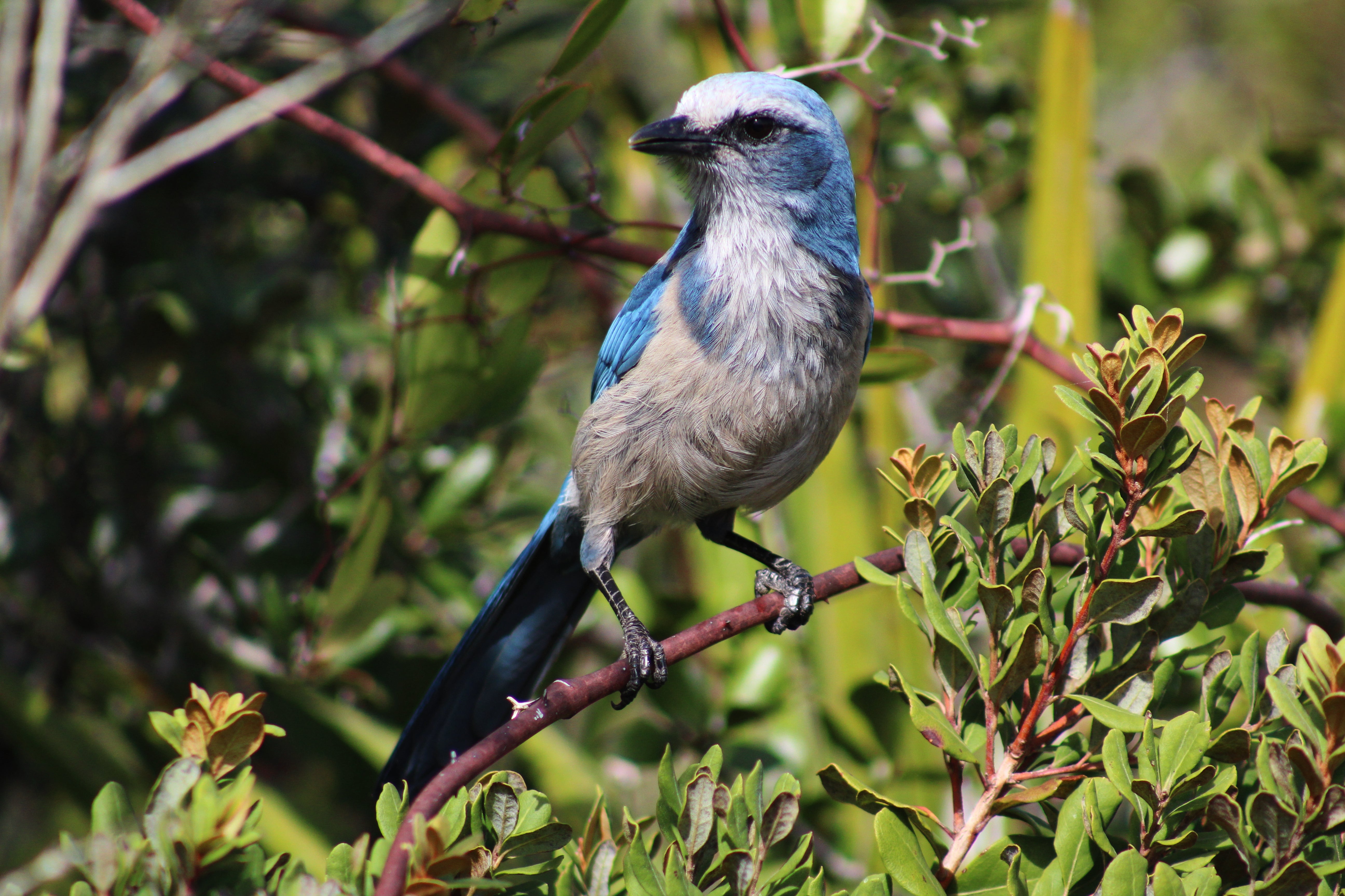 A Florida scrub-jay looking into the camera.
