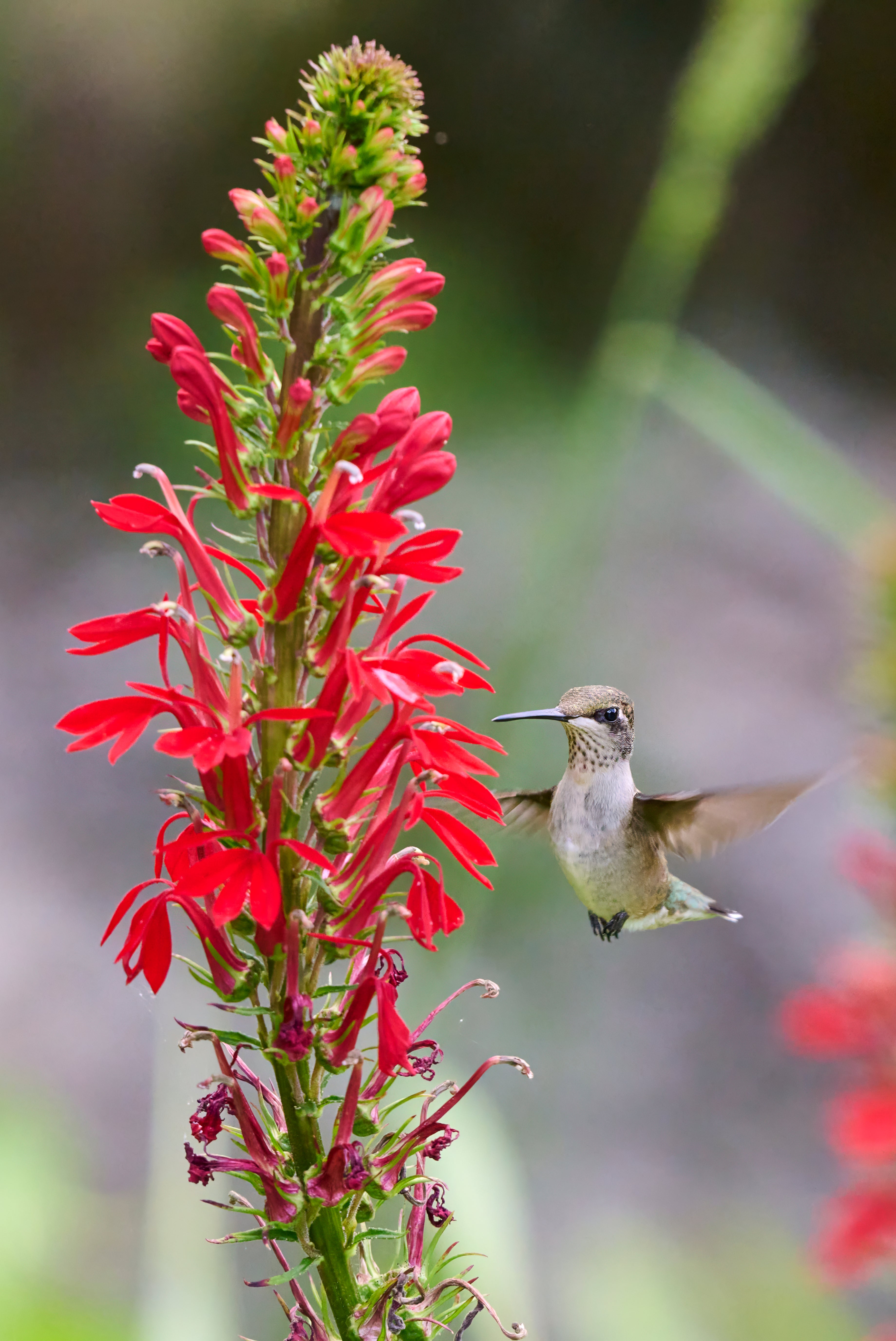 A female ruby-throated hummingbird.